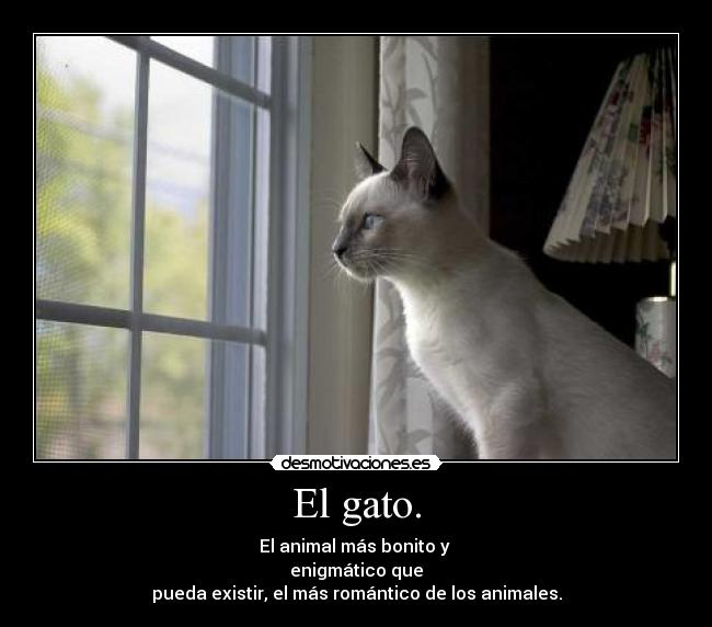 El gato. - El animal más bonito y
enigmático que
pueda existir, el más romántico de los animales.