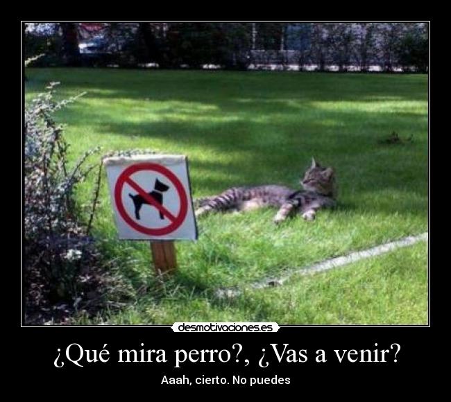 ¿Qué mira perro?, ¿Vas a venir? - 