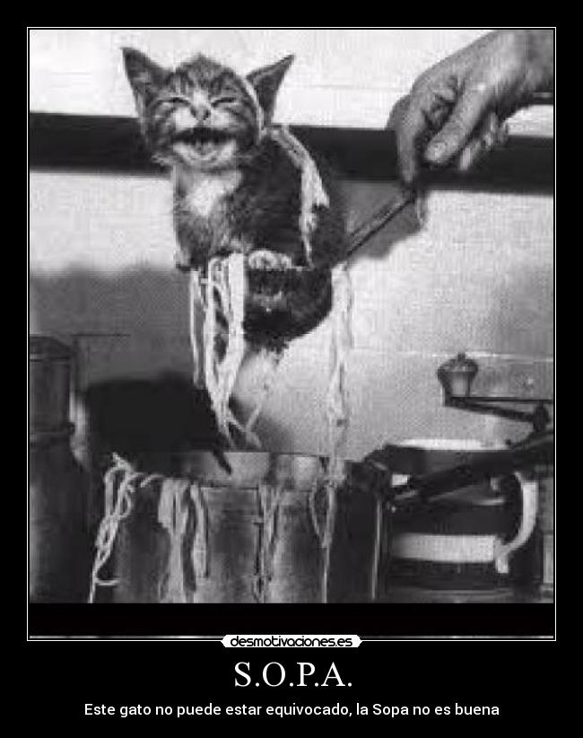 S.O.P.A. - Este gato no puede estar equivocado, la Sopa no es buena
