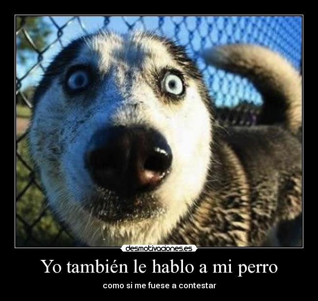 Yo también le hablo a mi perro -