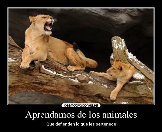 Aprendamos de los animales -