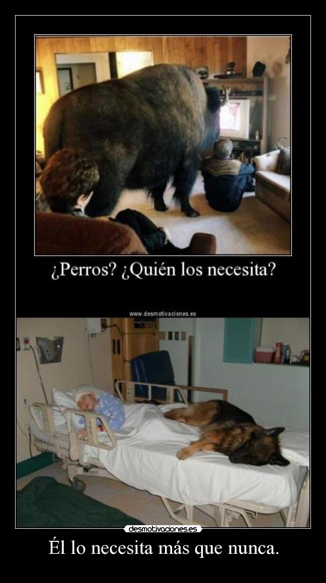 carteles gato desmotivaciones