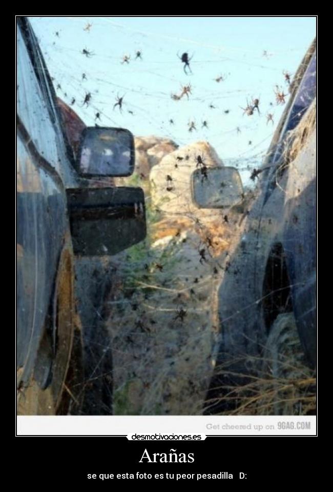 Arañas - se que esta foto es tu peor pesadilla   D: