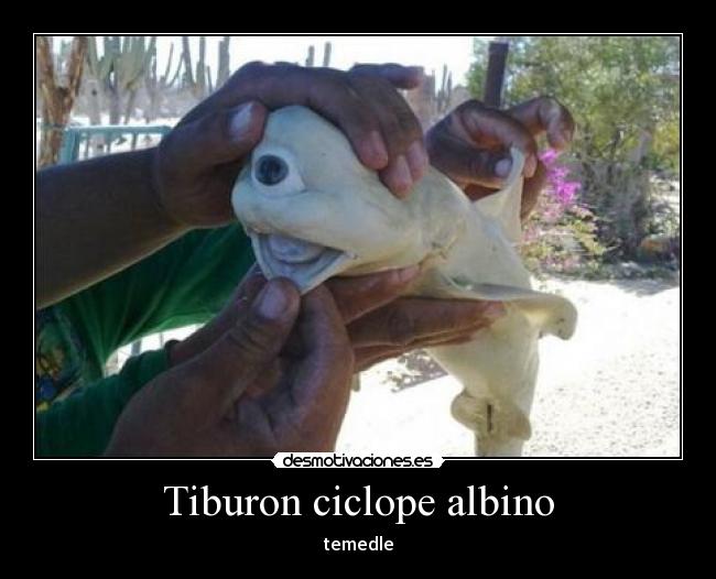 Tiburon ciclope albino - temedle