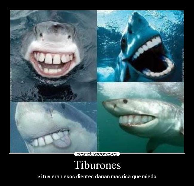Tiburones - Si tuvieran esos dientes darían mas risa que miedo.