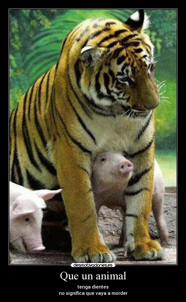 Que un animal - tenga dientes
no significa que vaya a morder