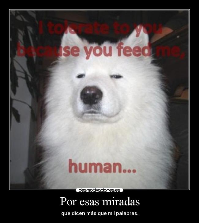 carteles mirada samoyedo desmotivaciones