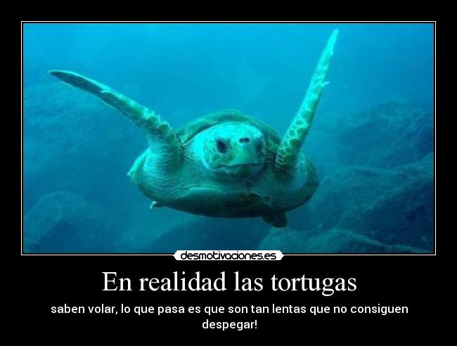 En realidad las tortugas -