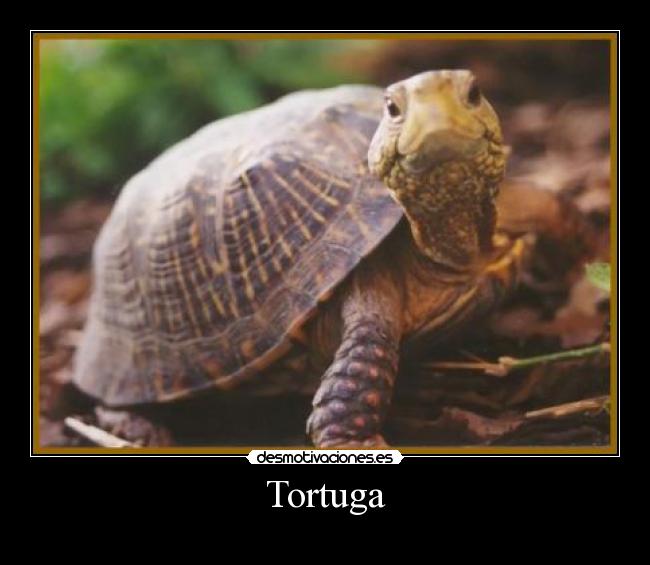 Tortuga -