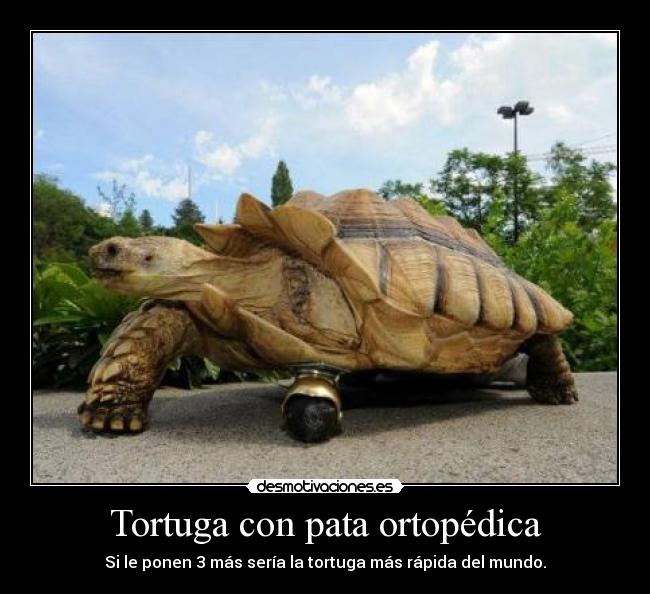 Tortuga con pata ortopédica - 