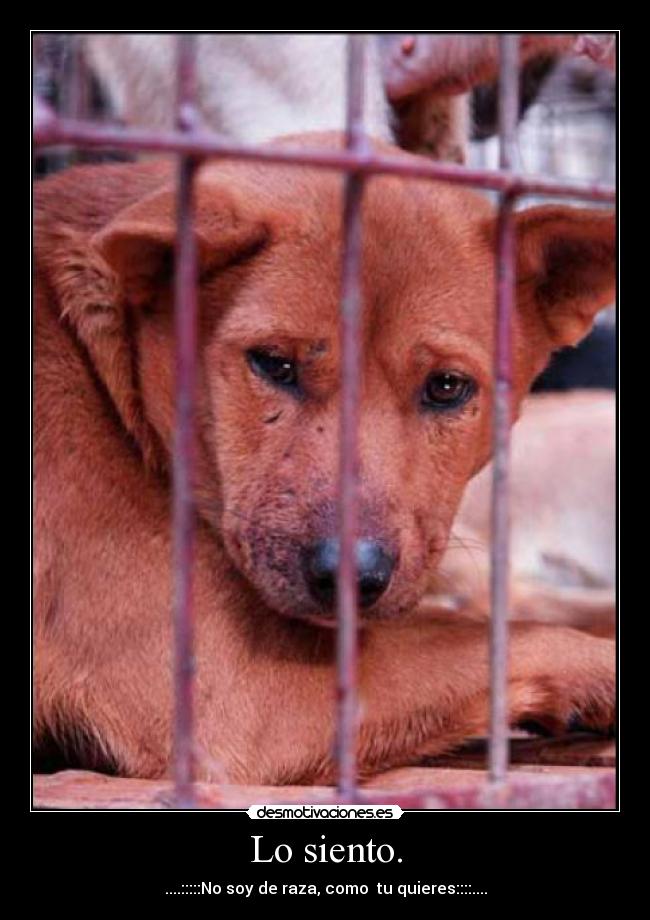 Lo siento. - ....:::::No soy de raza, como tu quieres::::....