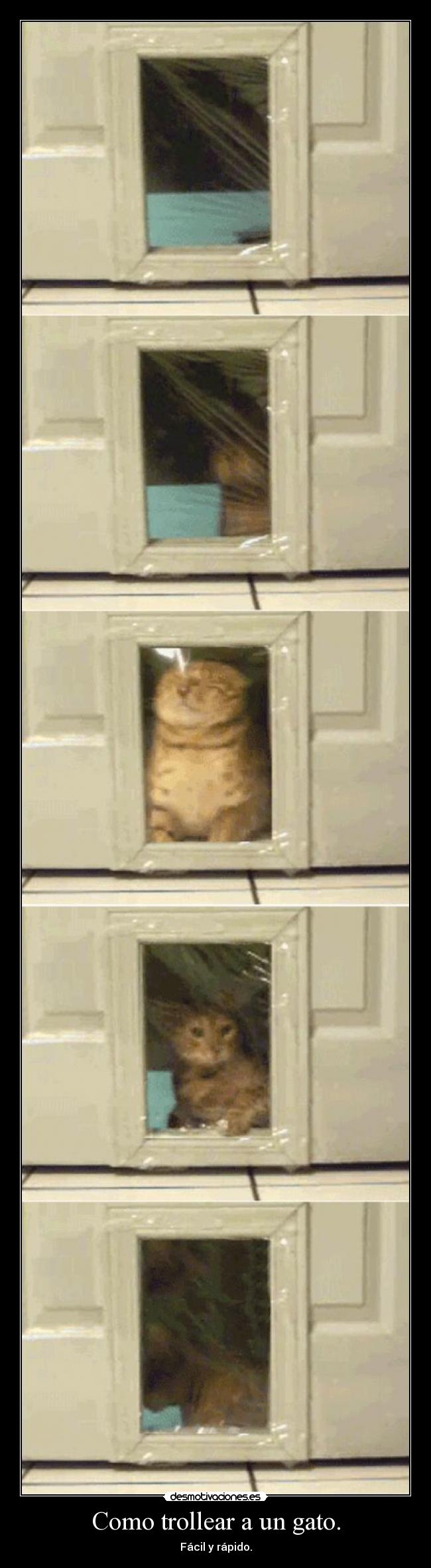 Como trollear a un gato. - Fácil y rápido.