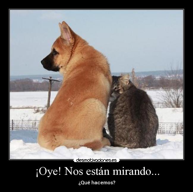 ¡Oye! Nos están mirando... - 