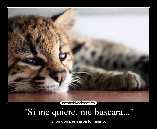 Si me quiere, me buscará... - y los dos pensaron lo mismo.