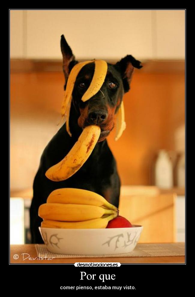 Por que - comer pienso, estaba muy visto.