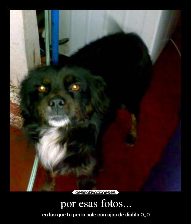 por esas fotos... - en las que tu perro sale con ojos de diablo O_O