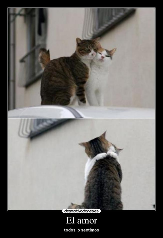 El amor - 