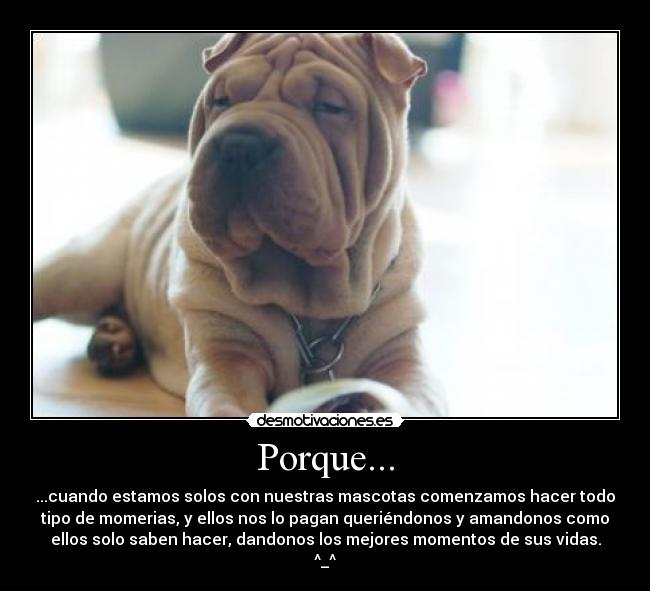 Porque... - ...cuando estamos solos con nuestras mascotas comenzamos hacer todo
tipo de momerias, y ellos nos lo pagan queriéndonos y amandonos como
ellos solo saben hacer, dandonos los mejores momentos de sus vidas.
^_^