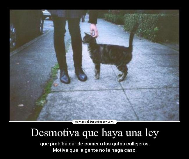 Desmotiva que haya una ley - 