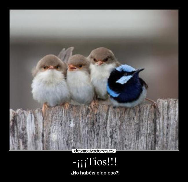 -¡¡¡Tios!!! - 