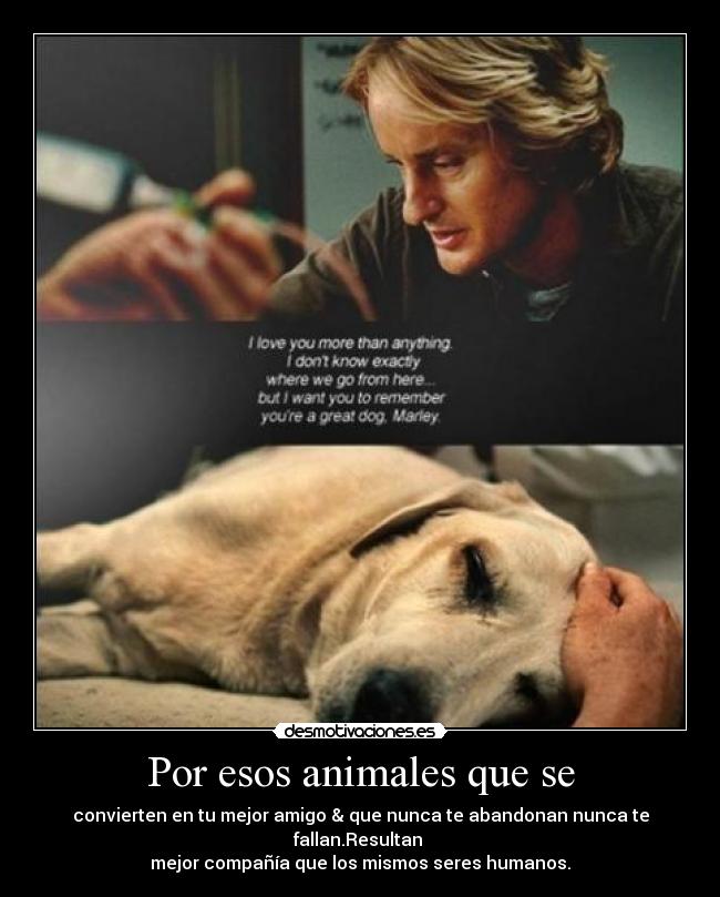 Por esos animales que se - convierten en tu mejor amigo & que nunca te abandonan nunca te
fallan.Resultan
mejor compañía que los mismos seres humanos.