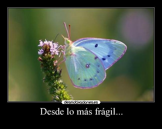 Desde lo más frágil... -