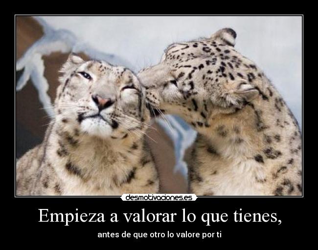 carteles palomitademaiz desmotivaciones