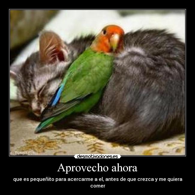 Aprovecho ahora - que es pequeñito para acercarme a el, antes de que crezca y me quiera comer