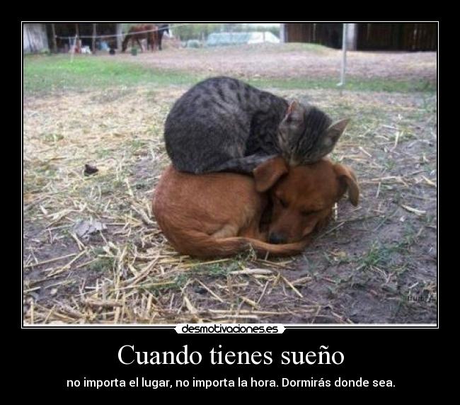 Cuando tienes sueño - no importa el lugar, no importa la hora. Dormirás donde sea.