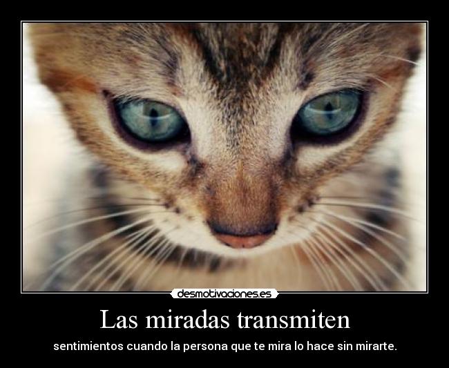 Las miradas transmiten - 