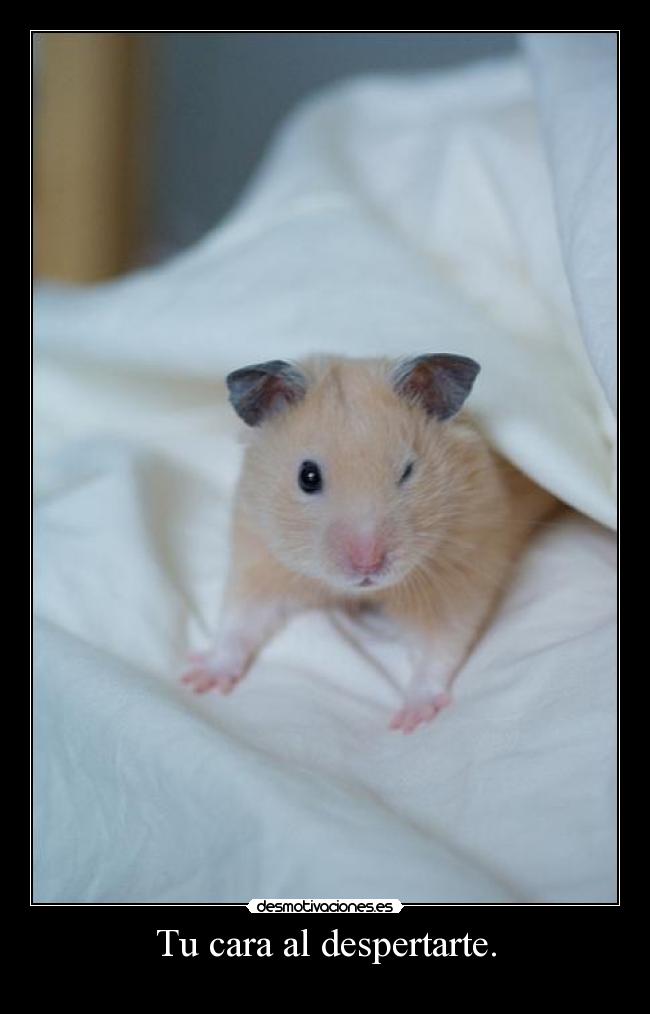 Tu cara al despertarte. -
