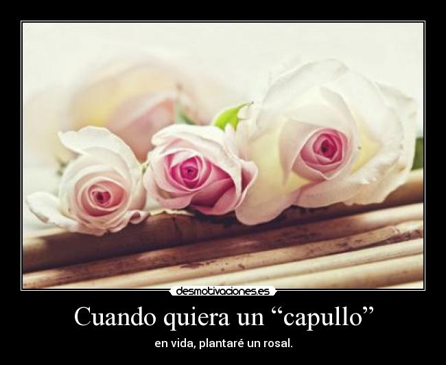 Cuando quiera un “capullo” - en vida, plantaré un rosal.