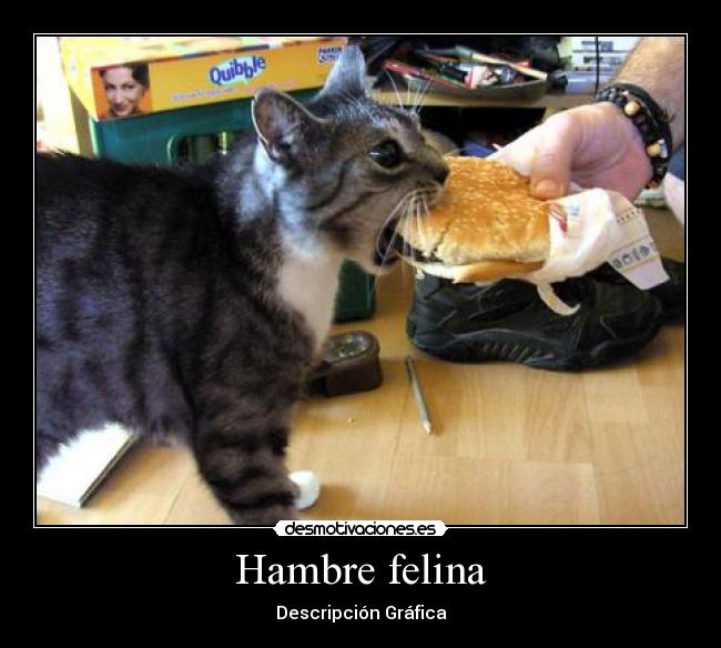 Hambre felina - Descripción Gráfica