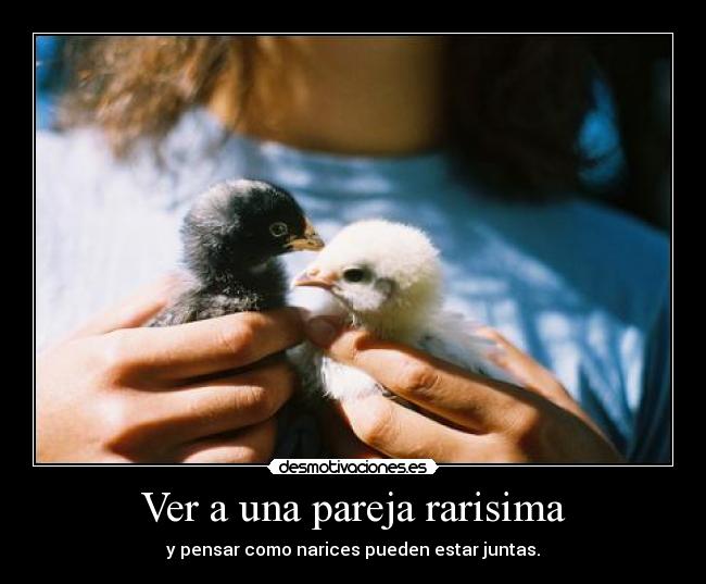 Ver a una pareja rarisima - 