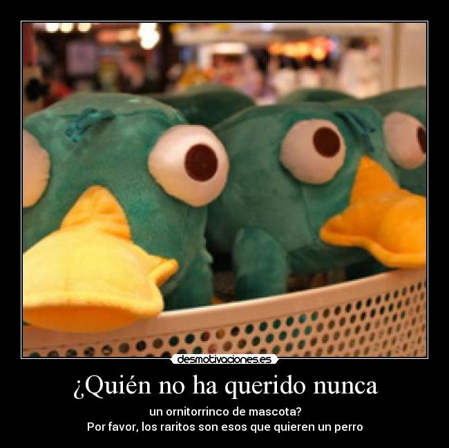 ¿Quién no ha querido nunca - un ornitorrinco de mascota?
Por favor, los raritos son esos que quieren un perro