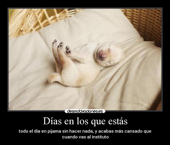 carteles dios una cucada ese perro asdf soy princesa mandarina vivo imaginisecretilandia ifeelgood desmotivaciones