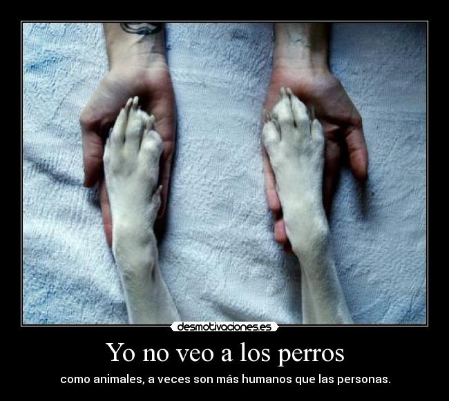 Yo no veo a los perros - 