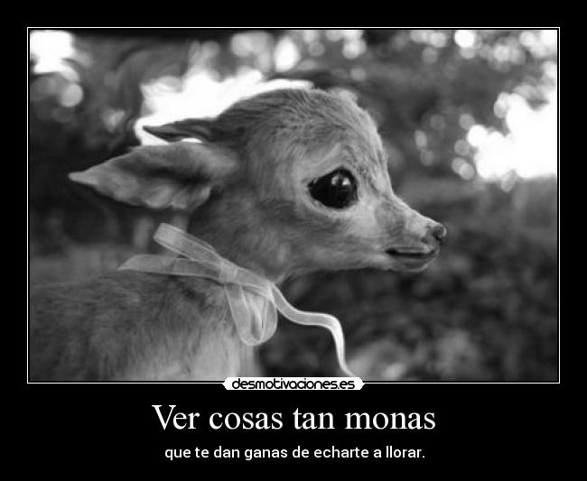 Ver cosas tan monas -