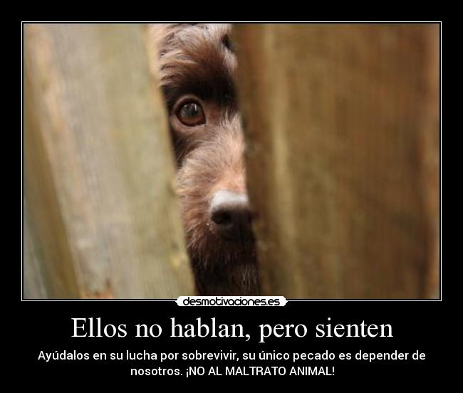 Ellos no hablan, pero sienten - 