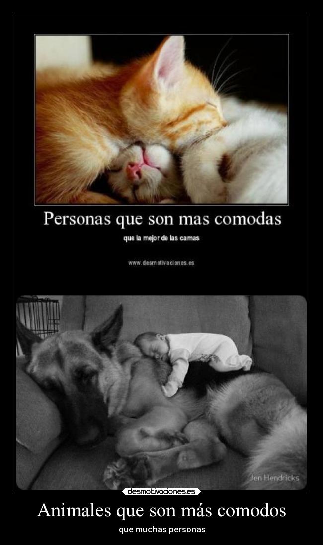 Animales que son más comodos - 