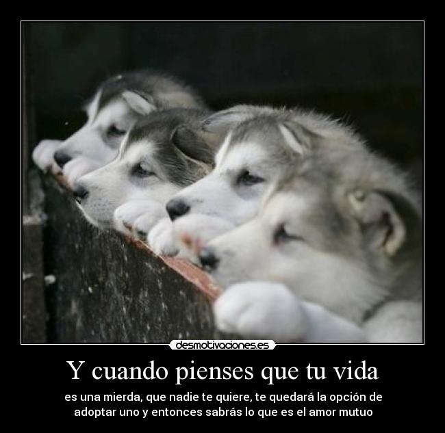 Y cuando pienses que tu vida - es una mierda, que nadie te quiere, te quedará la opción de
adoptar uno y entonces sabrás lo que es el amor mutuo