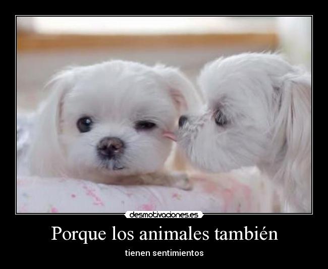 Porque los animales también -