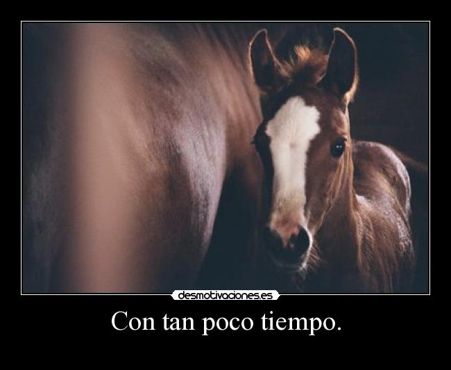 carteles caballo hermoso grrr hola holahola desmotivaciones