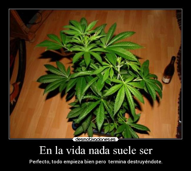 En la vida nada suele ser - Perfecto, todo empieza bien pero termina destruyéndote.