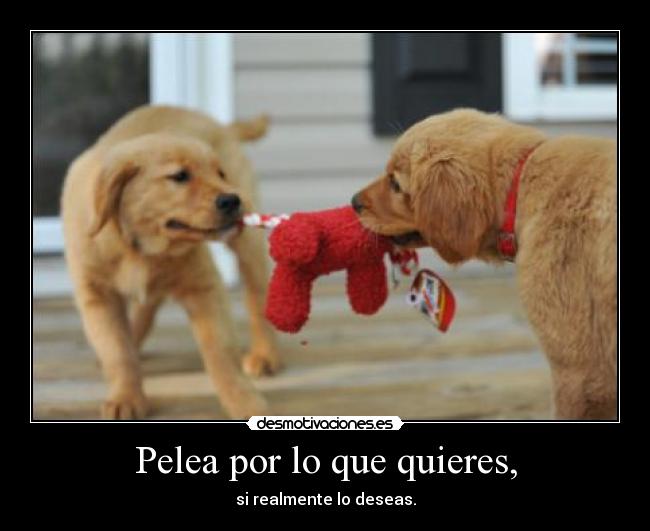 Pelea por lo que quieres, - 