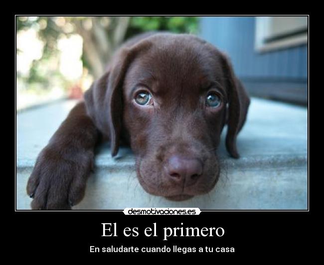 El es el primero - En saludarte cuando llegas a tu casa