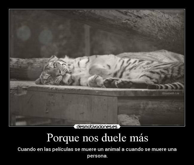 Porque nos duele más - Cuando en las películas se muere un animal a cuando se muere una persona.