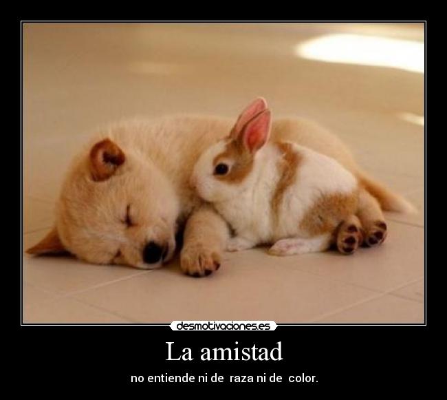 La amistad - 