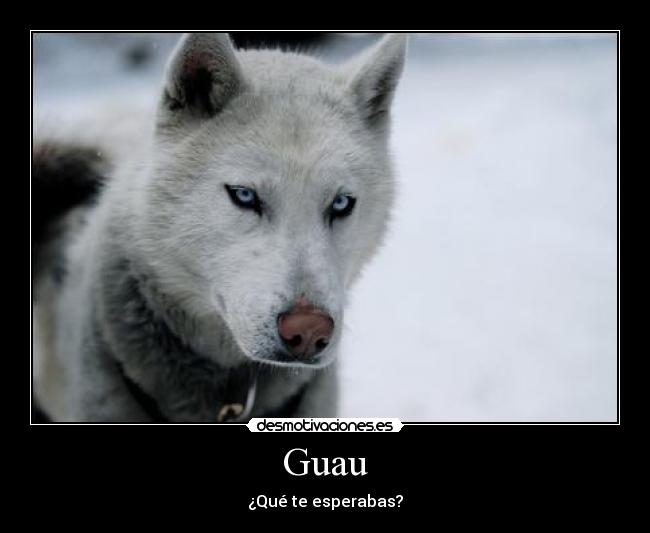 Guau - 