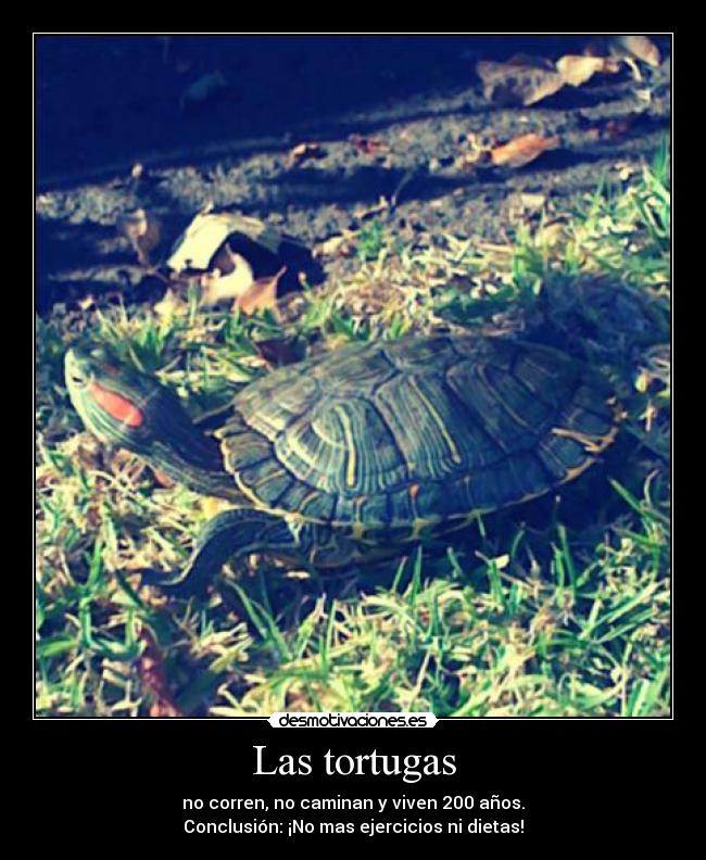 Las tortugas -